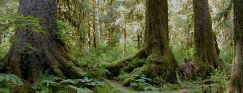 Old growth Sitka Spruce - Hoh Rainforest